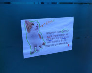 도지사도 나보다 유명…경북도청 길냥이들 캣츠의 향연