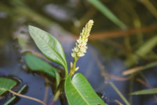 경북의 낙동강에는 어떤 수생식물이 살고 있을까?