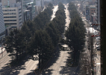 동대구로 명물 히말라야시다, 엑스코선에 사라지나?
