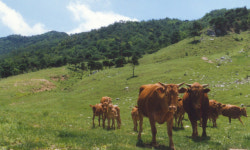신축년은 경북 한우의 해-<3>소비자가 인정한 으뜸 한우브랜드 안동한우