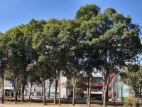 [이종민의 나무오디세이] 가시나무가 있어 대구의 겨울이 더 푸르다