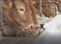 [기획]신축년은 경북 한우의 해 <6>문경약돌한우
