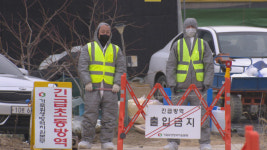 영주시 방역 시스템 붕괴…오리 농장 AI 고병원성 확진
