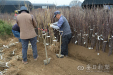 전국 최대 경산묘목시장, 가격 급등 품귀현상