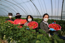 “맛있는 상주딸기 소문났죠” 전국 대형마트서 ‘올인’ 특급대우