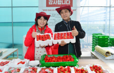 딸기 수경재배로 부농 꿈꾸는 귀농인부부