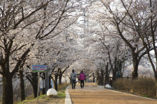 영주 서천 둔치 벚꽃길, 연분홍 물결 넘실
