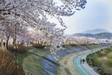 영주 서천 둔치 벚꽃길, 연분홍 물결 넘실