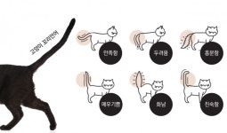 [박순석의 동물병원 24시] 고양이 언어 이해하기