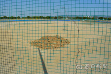 경산시 대조리운동장 불법영업 10년간 묵인 했나?