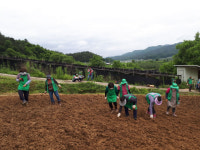 봉화군 물야면 새마을회 사랑 나눔 콩 심기 행사 펼쳐