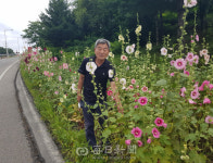퇴직 경찰 박정호 씨의 접시꽃 사랑…안동 국도변 꽃길 조성