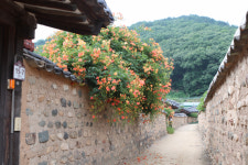 [이종민의 나무오디세이 ] 땡볕에 고고한 기품 뽐내는 ‘양반꽃’ 능소화