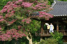 분홍 구름 같네∼ 병산서원 붉게 물들인 배롱나무