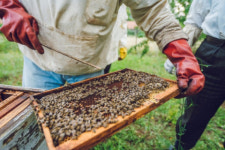 태양광발전소 때문에…꿀벌들이 싹∼사라졌어요