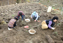 [신팔도명물] 하늘이 내린 보약…전북 무주 천마(天麻)