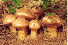 한국의 말뫼 꿈꾸는 봉화 내성천…송어·은어 낙동강 발원지엔 축제가 흐른다