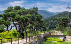 소나무와 사람이 함께하는 구미 초곡마을...행복농촌만들기 동상수상
