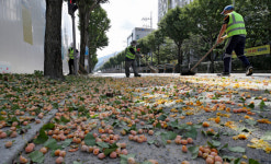 가을 불청객 은행나무 열매 조기채취