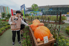 [포토뉴스] 도심 속 텃밭에서 힐링을, 동대구역 광장 내 도심 속 힐링농장 조성 눈길