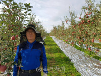 정직함으로 키운 사과… 안동 새들농원 윤혁 대표