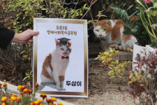 대구 두류3동 이름 딴 길고양이 두삼이, 명예 공무원 됐다