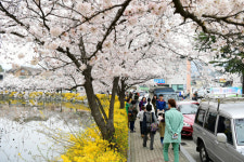전국적 벚꽃명소 김천 연화지에 관광객 몰려 주변상가 즐거운 비명