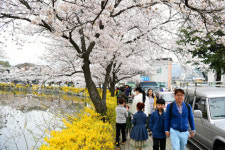 전국적 벚꽃명소 김천 연화지에 관광객 몰려 주변상가 즐거운 비명