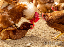 [김태형의 시시각각] <93> 19살 소녀가 시작한 자연농법, 행복한 닭