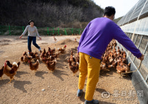[김태형의 시시각각] <93> 19살 소녀가 시작한 자연농법, 행복한 닭