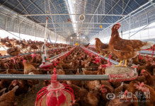 [김태형의 시시각각] <93> 19살 소녀가 시작한 자연농법, 행복한 닭