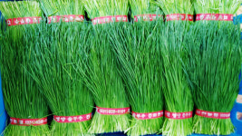 [신팔도명물] 수퍼푸드 양주 솔부추