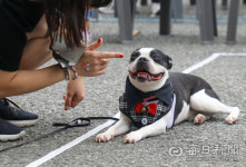 [포토뉴스] 반려동물 기다려 대회 참가한 강아지와 견주