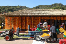 새상주청과 | 전국최대 상주 감 풍작 수매가 40% 폭락, 곶감가격 인하되나?
