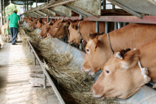 [신팔도 명물]  함평 천지한우