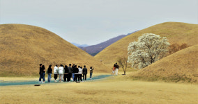 [우리들의 경주 그곳에 가고싶다] <13> 대릉원의 봄