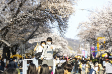 하회마을·낙동강변 축제장길·월영교…안동 어딜 가더라도 꽃길만 걸어요