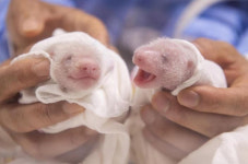 초유 먹는 생후 6일 쌍둥이 판다…보송보송한 흰 털 돋아나