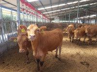 폭염 속 가축 폐사 막아야…경북도, 축산농가 피해 예방 안간힘