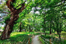 [경북 뉴 관광지] 보현산댐 출렁다리 8월말 개장…볼거리 충전 완료한 영천