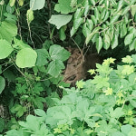 [속보] 경북 고령 동물농장서 암사자 1마리 탈출