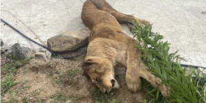 전국 놀래킨 고령 사자 탈출 소동…인근 주민들도 까맣게 몰랐다