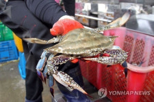 [‘헐’ 글로벌 황당사건]이탈리아 베네토주, ‘푸른 꽃게’와의 전쟁