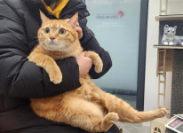 [박순석의 동물병원 24시]  고양이 반전 상식