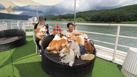 [TV] 8마리 웰시코기들과 함께하는 여행 꿀팁