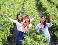 [경북 뉴 관광지] 매콤달콤 영양고추,스토리도 맛도 "핫하네"