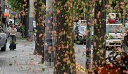 [포토뉴스] 가을 불청객 은행나무 열매 조기 채취