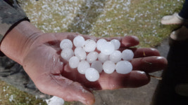 경북 북부내륙 26일 밤사이 우박 쏟아져…수확기 농작물 피해 잇따라