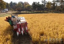 [포토뉴스] 벼 수확의 기쁨