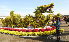 [포토뉴스] 대구 북구 금호강 하중도 대구수목원 국화전시회